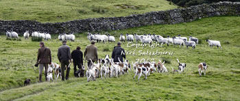Hounds in the Lake District photography by Betty Fold Gallery for Hunting Photography